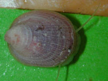 Limpets were seen grazing near the seeping fluids. 