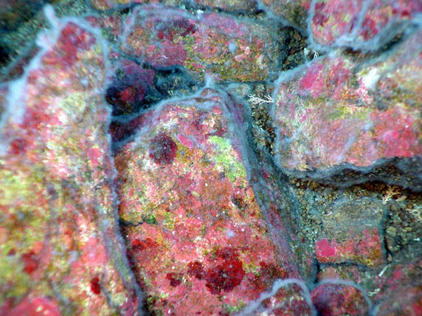 Patches of encrusting red and green algae lie beneath filamentous bacterial mats on rock surfaces.