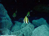 Tropical fish swim above boulders covered with bacterial mat, which indicates the presence of hydrothermal venting.