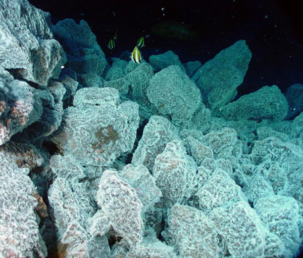 Tropical fish swim above boulders covered with bacterial mat, which indicates the presence of hydrothermal venting.