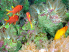 Soft corals (~10-15 cm tall) and tropical fish share the paradise we named “Aquarium”.