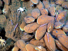 Galatheid crabs and shrimp graze on bacterial filaments.
