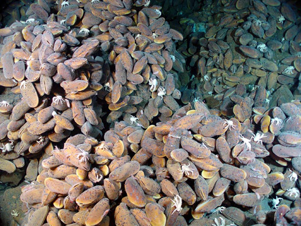 In places at NW Eifuku, mussels are so dense they obscure the bottom. 