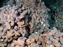 In places at NW Eifuku, mussels are so dense they obscure the bottom.