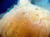 Yellow and orange microbial mats forming bioreactor mound with a thin crust and small chimneys on top.