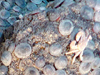 Conical limpets (2cm, 0.75 in) cover the rocks surfaces at East Diamante.