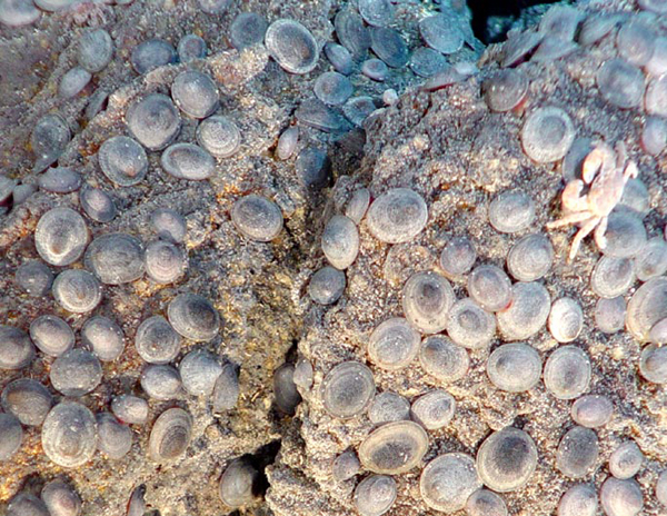Conical limpets cover the rocks surfaces at East Diamante.