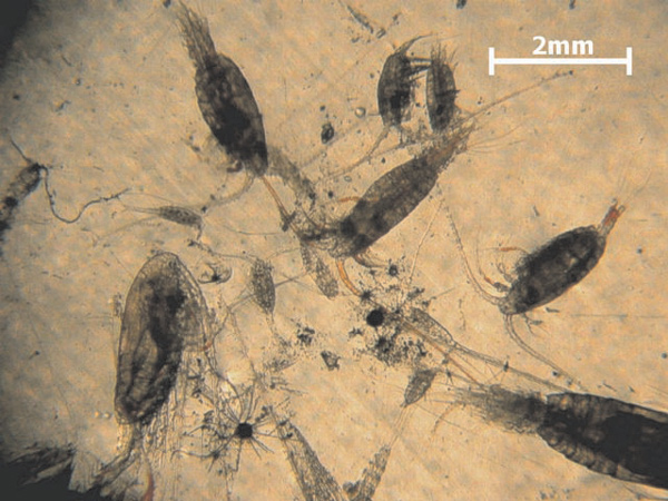 Some common zooplankton collected near the surface over East Diamante volcano.
