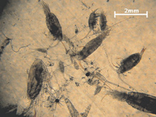 Some common zooplankton collected near 