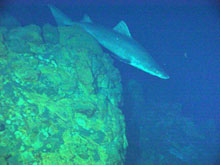Scientist were surprised by a rare sighting of a shark at the Kasuga-2 Hydrothermal system.