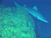 Scientist were surprised by a rare sighting of a shark at the Kasuga-2 Hydrothermal system.