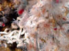 A close-up of the tubeworm Lamelli brachia