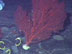 Larval Settlement