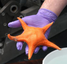An asteroid sea star collected while feeding on coral.