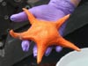 An asteroid sea star collected while feeding on coral.