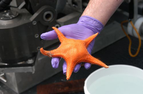 An asteroid sea star collected while feeding on coral