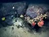 Basalt rocks covered in sea stars, crinoids, brisingid sea stars, sponges, and corals.