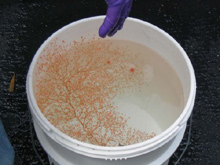 The Chrysogorgia in a bucket of ice water.