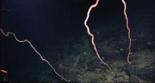 Lovely Lepidisis (whip coral) on Bear Seamount.