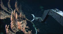 ROV Hercules collecting a Keratoisis bamboo coral on Bear Seamount.