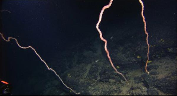 Lovely Lepidisis (whip coral) on Bear Seamount.