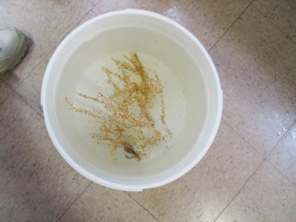 A feather star and brittle star share a bucket of ice-cold water with  the coral sample they were attached to.