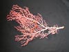Pink Paragorgia collected from one of the Manning Seamounts.
