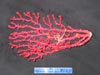 Red Paragorgia coral.