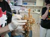 Dr. Scott France examines a piece of coral and removes a worm for later analysis.