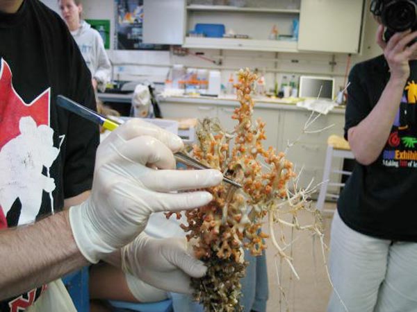 Dr. Scott France examines a piece of coral and removes a worm for later analysis. 