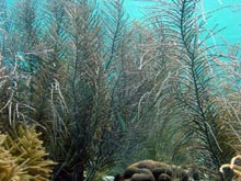 Gorgonians from a shallow reef system in Bonaire. 