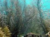 Gorgonians from a shallow reef system in Bonaire. 