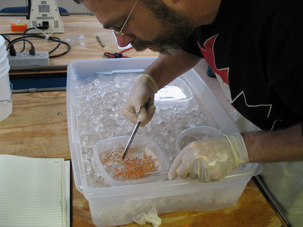 Dr. Scott France prepares Isidella specimen for analysis