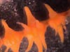 Black coral polyps with 6 tentacles.