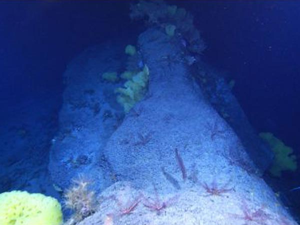 Crinoids, bright yellow sponges, and various corals.