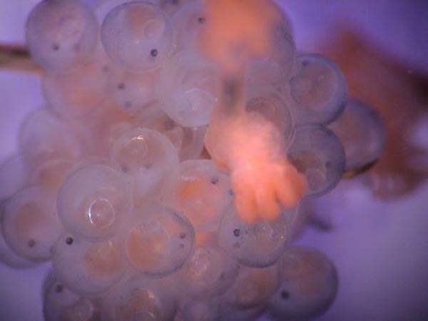 Mass of unidentified fish eggs on Metallogorgia.