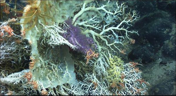 Bouquet of Corallium with deep purple Trachythela octocoral, brittle stars, crinoids, and sponges.