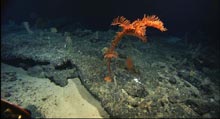 Black coral on Retriever Seamount.