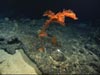 Black coral on Retriever Seamount.
