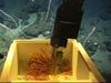 Hercules ROV collecting corals in a forest of bamboo whip corals.