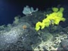 Various species of corals and sponges on Retriever Seamount.