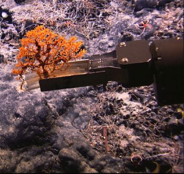 Sampling small coral colony with Hercules manipulator arm.