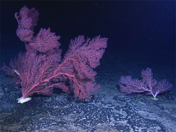 Large Paragorgia colonies on basalt substrate.