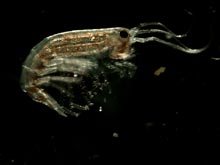 Under-ice amphipod Apherusa glacialis. 