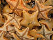 Life at the seafloor: Arctic sea star Ctenodiscus crispatus. 
