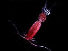 Pelagic copepod Euchaeta barbara.