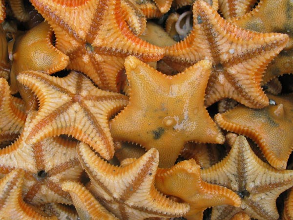 Life at the seafloor: Arctic sea star Ctenodiscus crispatus.