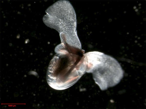Pelagic snail (Limacina helicina).