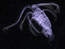 Euaugaptilus hyperboreus is an arctic deep-water copepod.