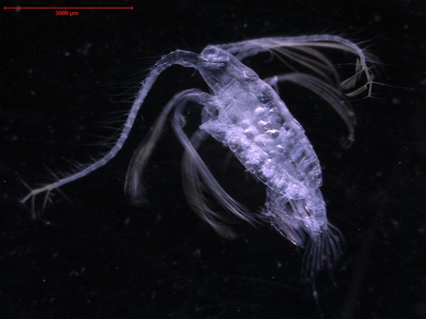 Euaugaptilus hyperboreus is an arctic deep-water copepod.